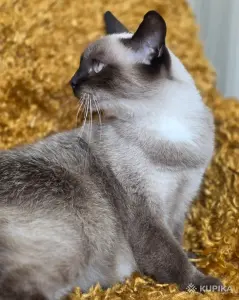 Майли-кошка привита, кастрирована.