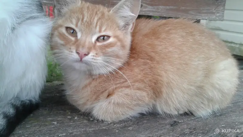Кошки - котеночек девочка в добрые руки - Вся Беларусь котеночек девочка в добрые руки - Вся Беларусь - 263105 - Доска объявлений Kupika.by