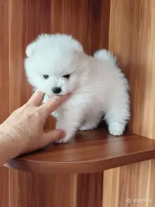 Белые мальчики померанского шпица
