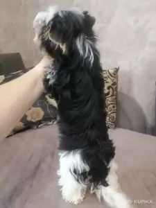 Щенок Бивер терьер мальчик