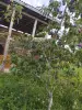 Земельный участок10 соток - Вся Беларусь - 262787 - Доска объявлений Kupika.by