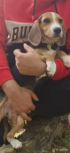 Срочно собака бигль в дар