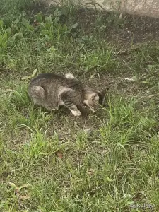 Ищет дом которебенок! Котенок в дар! СОС!