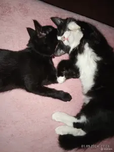 Кошечка