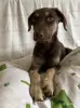 Собаки - Сос! Щенки возле леса, ищут дом срочно! - Малорита - Фото 2 Сос! Щенки возле леса, ищут дом срочно! - Малорита - 260300 - Доска объявлений Kupika.by - Фото 2