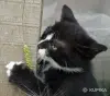 Кошки - Счастье в дом. котенок - Вся Беларусь - Фото 2 Счастье в дом. котенок - Вся Беларусь - 261305 - Доска объявлений Kupika.by - Фото 2