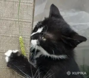 Кошкины детки