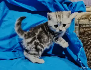 Котята мраморята, шотландские.