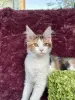 Мейн-кун девочка - Вся Беларусь - 262457 - Доска объявлений Kupika.by - Фото 3