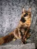 Мейн-кун - Вся Беларусь - 261478 - Доска объявлений Kupika.by - Фото 2