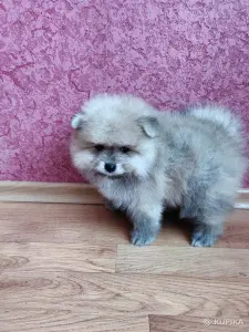 Мальчик померанский шпиц