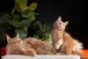 Кошки - Чистокровная девочка МЕЙН-КУН. - Вся Беларусь - Фото 10 Чистокровная девочка МЕЙН-КУН. - Вся Беларусь - 262689 - Доска объявлений Kupika.by - Фото 10