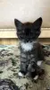 Кошки - Котёнок в добрые руки - Вся Беларусь Котёнок в добрые руки - Вся Беларусь - 262409 - Доска объявлений Kupika.by