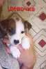Щенки Джек-рассел-терьера - Вся Беларусь - 261620 - Доска объявлений Kupika.by