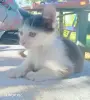 Милые Котята мальчики ищут свой дом. - Вся Беларусь - 263265 - Доска объявлений Kupika.by - Фото 4