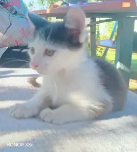 Милые Котята мальчики ищут свой дом.