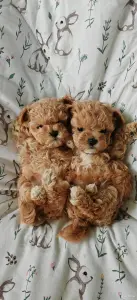 Эксклюзивные щенки Мальтипуf1