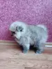 Собаки - Мальчик померанский шпиц - Вся Беларусь - Фото 5 Мальчик померанский шпиц - Вся Беларусь - 262509 - Доска объявлений Kupika.by - Фото 5