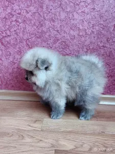 Мальчик померанский шпиц