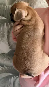 Щенок французского бульдога