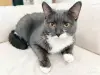 Кошки - Кошка Шани - и умная и красивая - Вся Беларусь - Фото 2 Кошка Шани - и умная и красивая - Вся Беларусь - 263301 - Доска объявлений Kupika.by - Фото 2