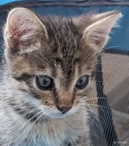 котенок