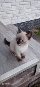 Кошечка