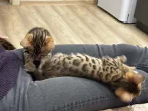 Продам котят
