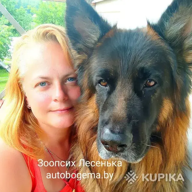 Дрессировка собак