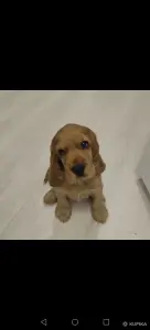 Английский кокер спаниель
