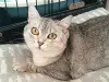 Кошки - Коха - британская кошка в дар - Вся Беларусь Коха - британская кошка в дар - Вся Беларусь - 262230 - Доска объявлений Kupika.by
