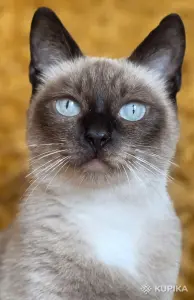 Майли-кошка привита, кастрирована.