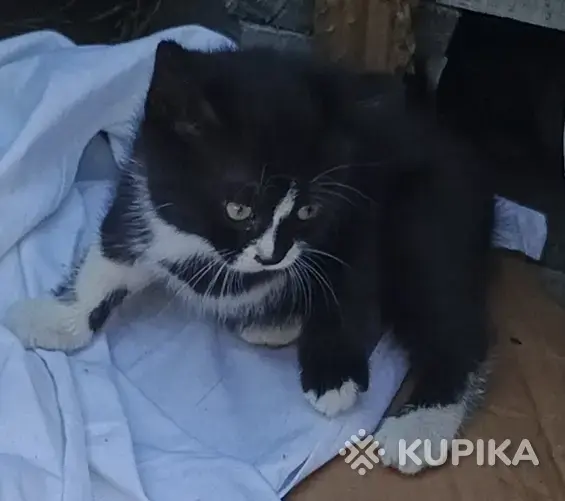 Кошкины детки - Городея - 261305 - Доска объявлений Kupika.by - Фото 4