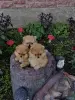 Померанский шпиц - Вся Беларусь - 263763 - Доска объявлений Kupika.by