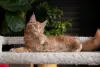 Кошки - Чистокровная девочка МЕЙН-КУН. - Вся Беларусь - Фото 3 Чистокровная девочка МЕЙН-КУН. - Вся Беларусь - 262689 - Доска объявлений Kupika.by - Фото 3