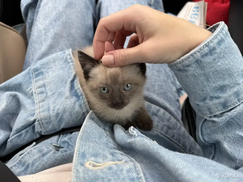 Кошки - Котенок девочка - Вся Беларусь Котенок девочка - Вся Беларусь - 262987 - Доска объявлений Kupika.by