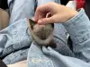 Кошки - Котенок девочка - Вся Беларусь Котенок девочка - Вся Беларусь - 262987 - Доска объявлений Kupika.by