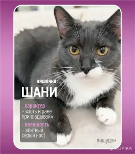 Кошка Шани - и умная и красивая