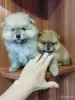 Собаки - Щенки померанского шпица - Вся Беларусь - Фото 2 Щенки померанского шпица - Вся Беларусь - 261898 - Доска объявлений Kupika.by - Фото 2
