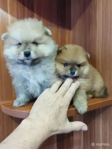 Щенки померанского шпица