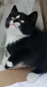 Кошкины детки
