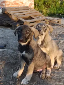 Щенки