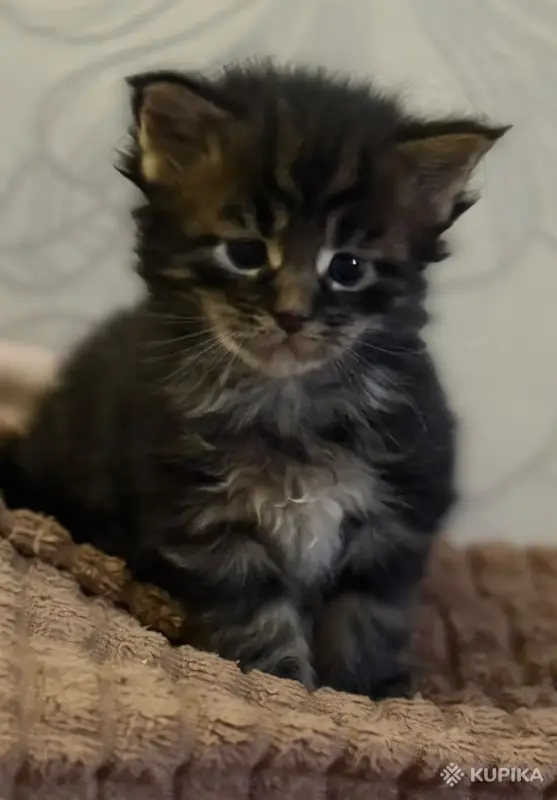 Котята-мейнкун