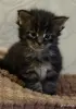 Котята-мейнкун - Вся Беларусь - 261034 - Доска объявлений Kupika.by