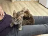 Кошки - Продам котят - Вся Беларусь - Фото 4 Продам котят - Вся Беларусь - 261295 - Доска объявлений Kupika.by - Фото 4