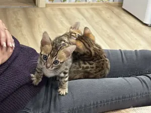 Продам котят