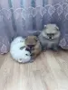 Собаки - Шпицы померанского шпица - Вся Беларусь - Фото 8 Шпицы померанского шпица - Вся Беларусь - 262151 - Доска объявлений Kupika.by - Фото 8