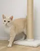 Кошки - Стерилизованная кошечка в дар - Вся Беларусь - Фото 2 Стерилизованная кошечка в дар - Вся Беларусь - 261162 - Доска объявлений Kupika.by - Фото 2