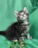 Кошки - Мейн-куны котята - Вся Беларусь - Фото 4 Мейн-куны котята - Вся Беларусь - 262506 - Доска объявлений Kupika.by - Фото 4