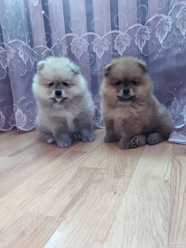 Щенки померанский шпиц